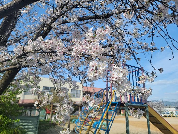 園門横の桜