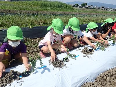地域のかたの畑にサツマイモを植えています