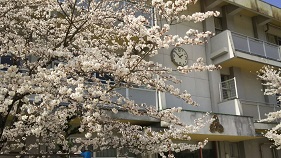 白橿南小学校の正面入口の近くの桜の写真