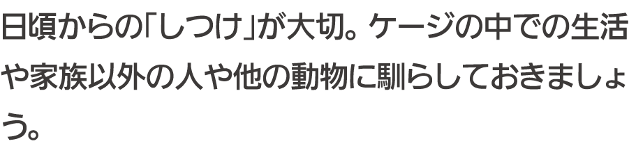 日頃からの「しつけ」が大切。 ケージの中での生活や家族以外の人や他の動物に馴らしておきましょう。