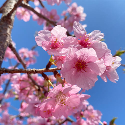 桜